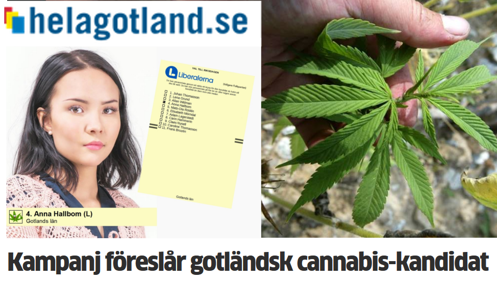 Kampanj föreslår gotländsk cannabis-kandidat